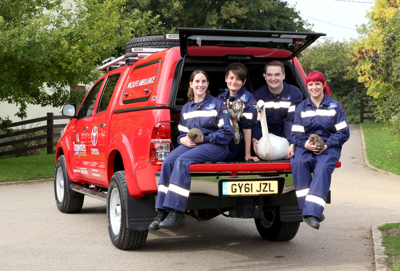 Illustration for article titled Tiggywinkles To The Rescue With New Hilux Ambulance